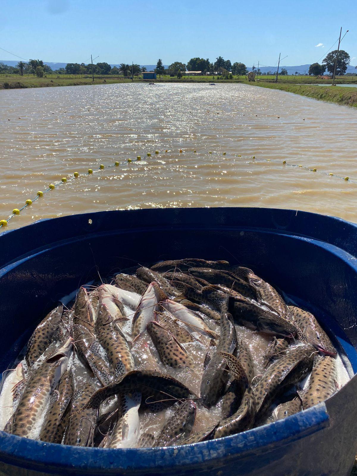 Com o objetivo de fortalecer a cadeia produtiva do peixe, Cuiabá recebe Encontro dos Piscicultores