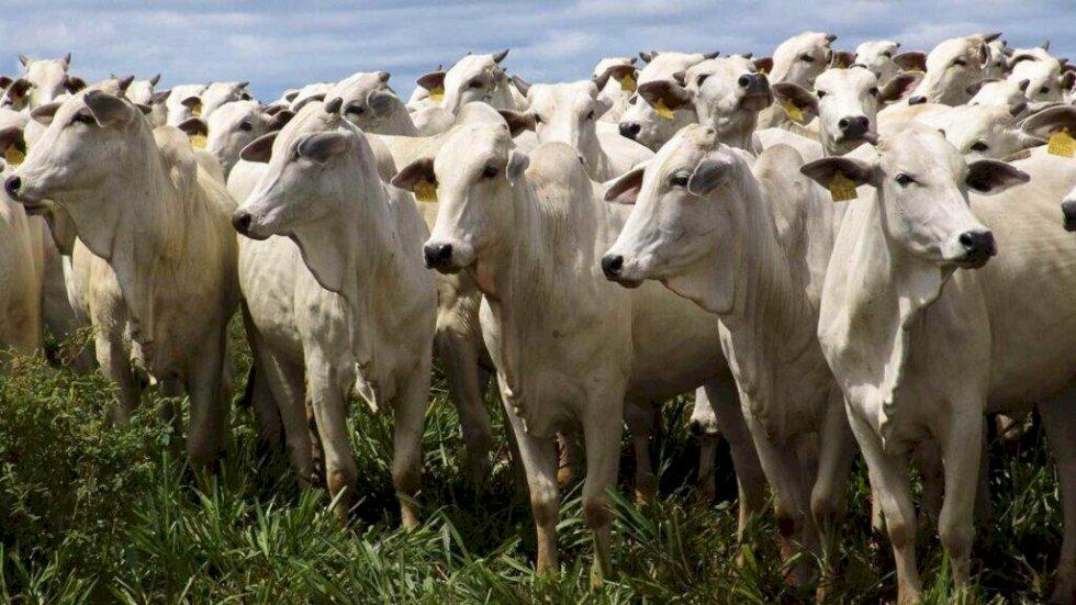 MT confirma o 22º caso de raiva bovina em propriedade rural de MT